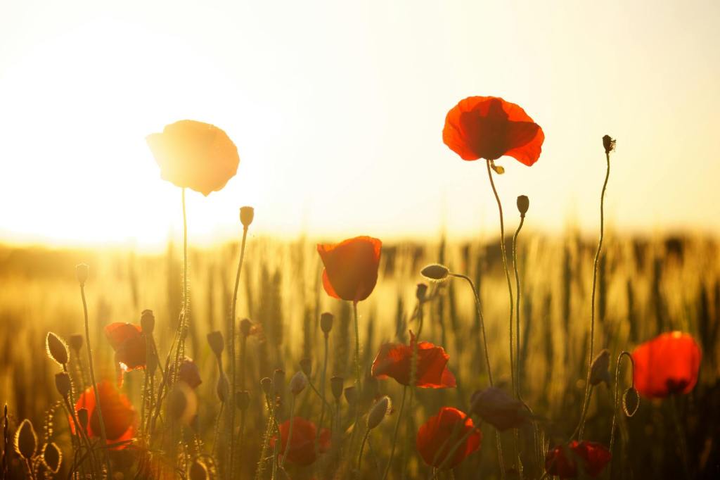 Remembrance Day: Veteran&nbsp;reflections
